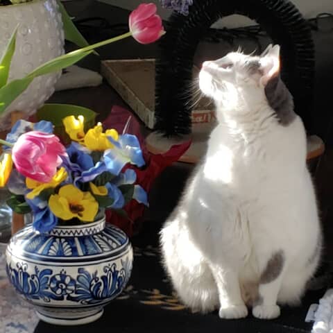 Merial Grace