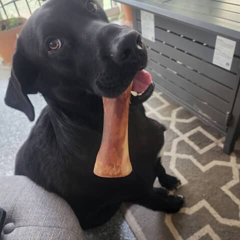 Junior