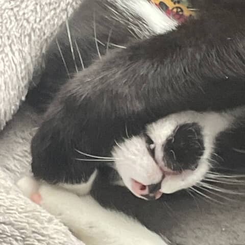 Dexter