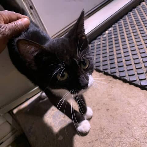 Kitty
