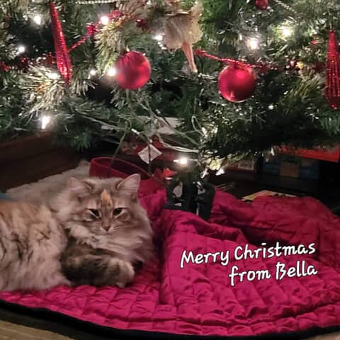 Bella the Maine Coon on Pupvote