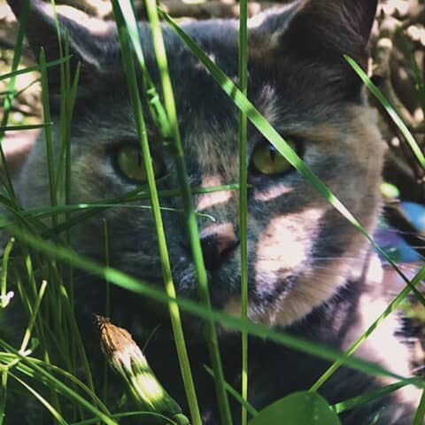 Dovah