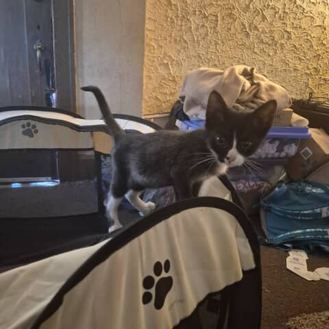 Milo