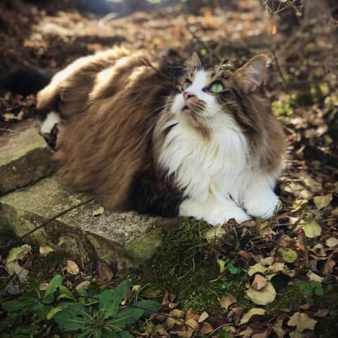 M’aiq