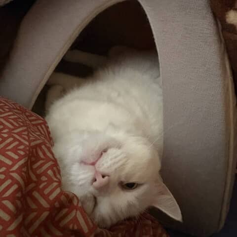 Coco