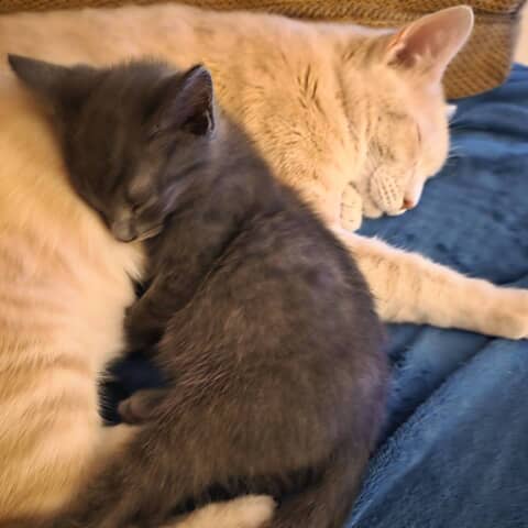Leo & Neo
