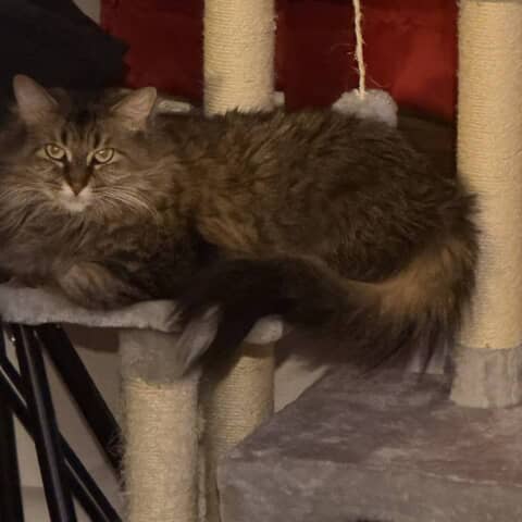 Ella the Maine Coon on Pupvote