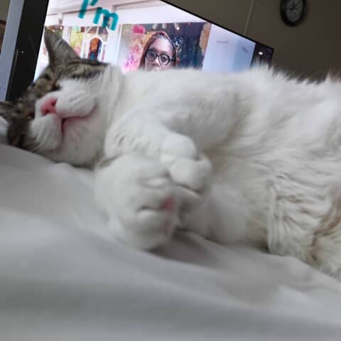 Baby Bandit