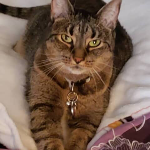 Gypsy