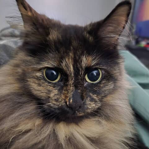 LILLY