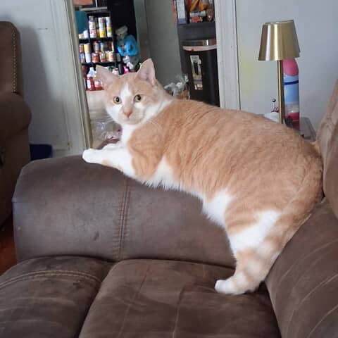 Simba