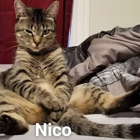 Nico