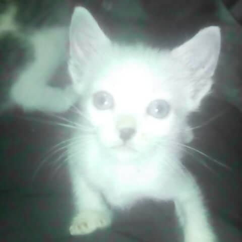 Moby