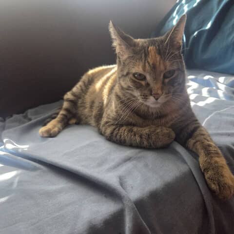 Calypso