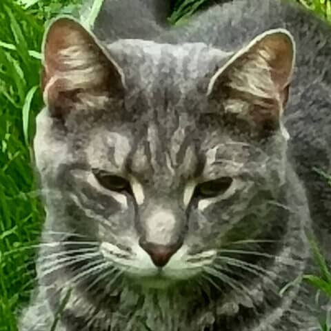 Thomas