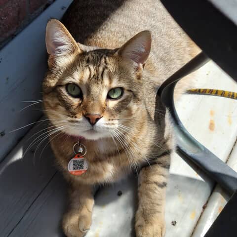 Leo