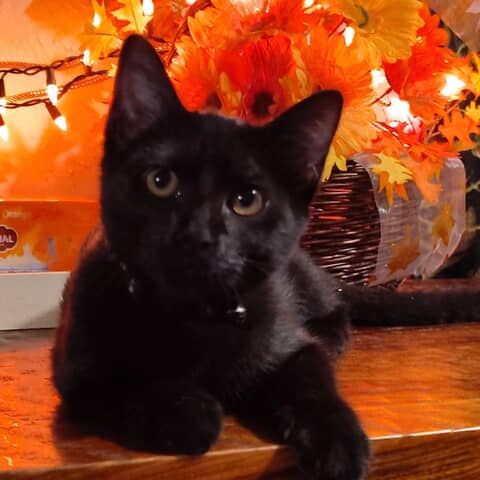 Ninja Kitty