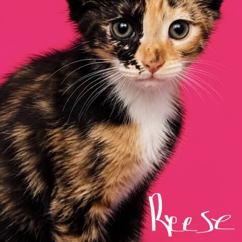 Reese cup