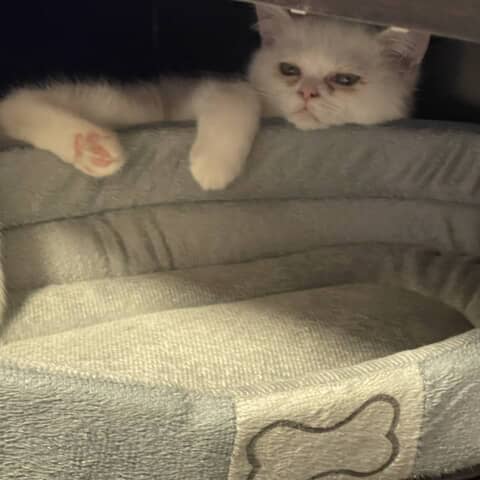 Mia