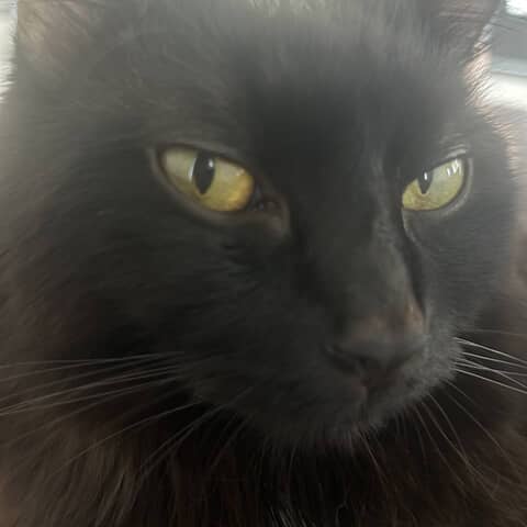 T’Challa