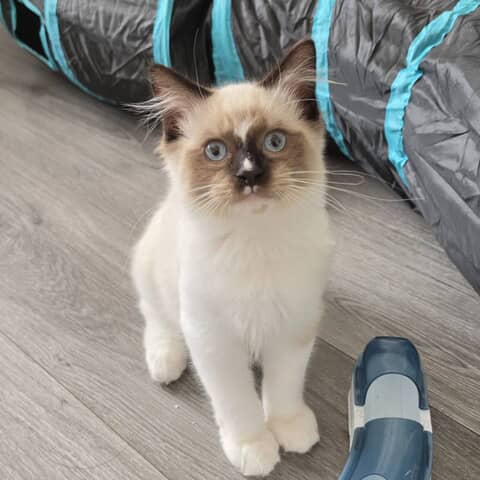 Mochi