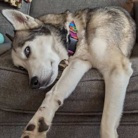 Baloo