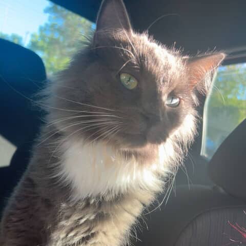 Buddy