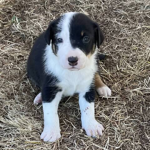 Penelope