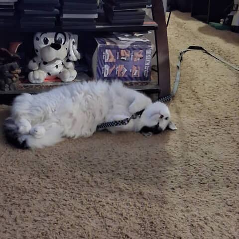 Patches