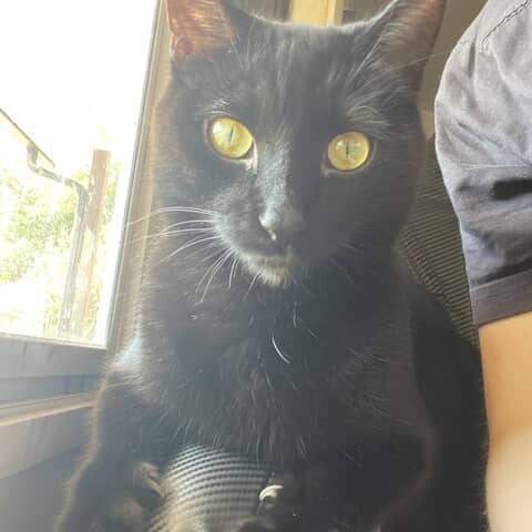 Bat