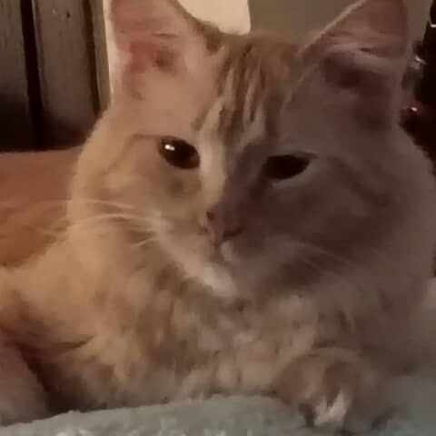 Peaches