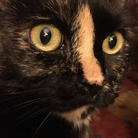 Ella