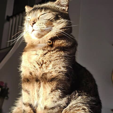 Monica