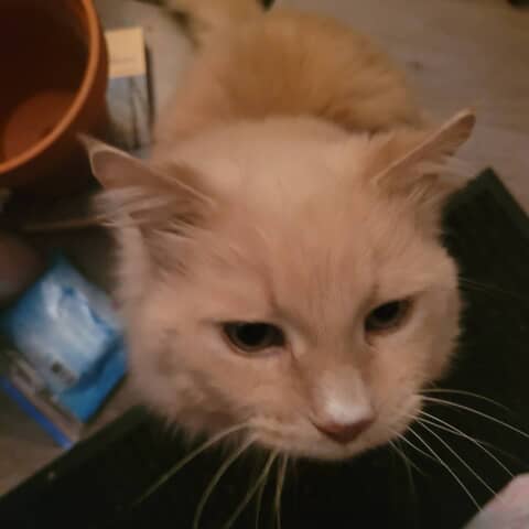 Fluffy
