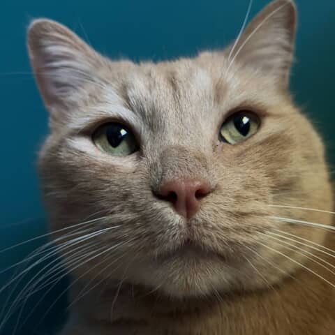 Aslan