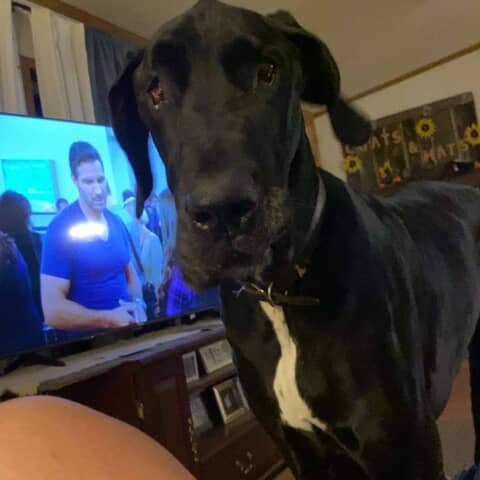 Moose