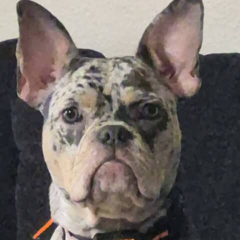 Bingo