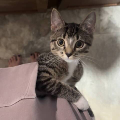 Mittens