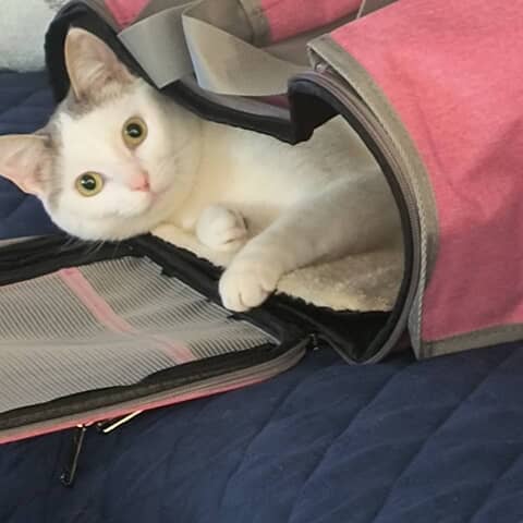 stormie