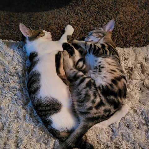Jasper & Chase