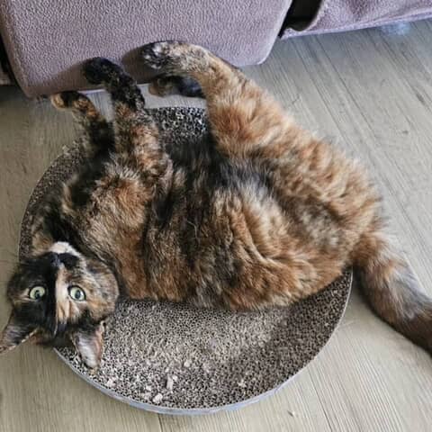 Miki