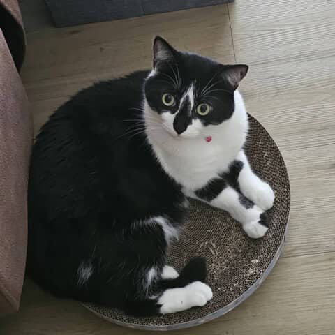 Moonji