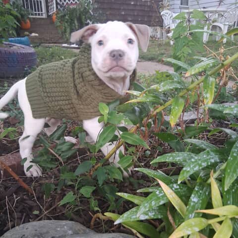 Oaklee