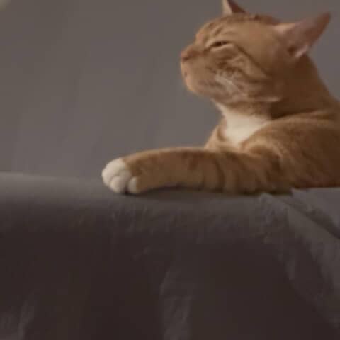Cheddar