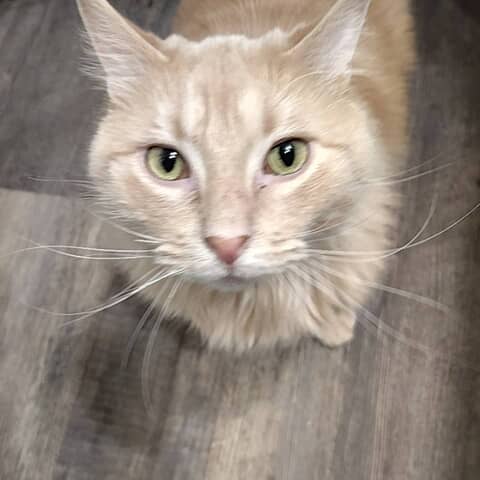 Tobias