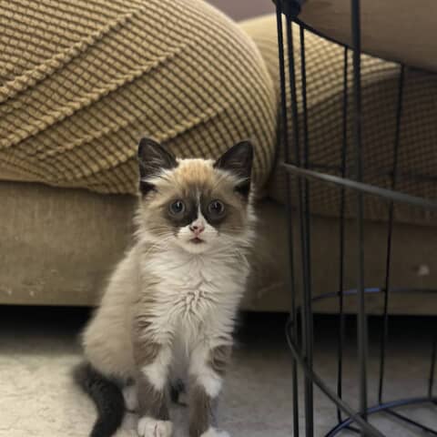 Taki