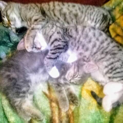 Sheeba and friends