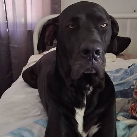 Diesel