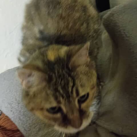 Mama