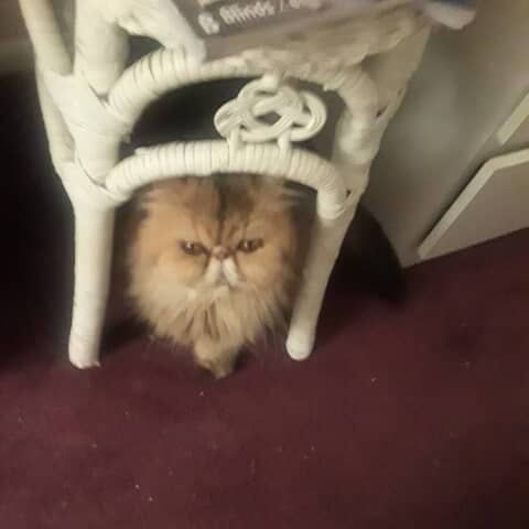 LAYLA